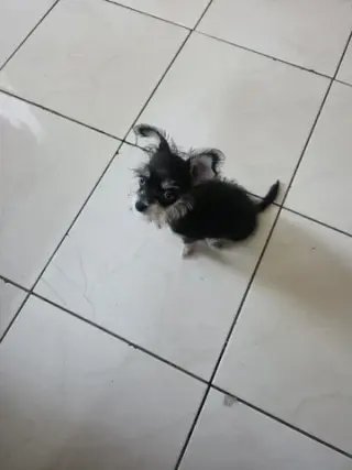 Perrita chizer negrita