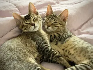 Tumbles (& Jumbles)