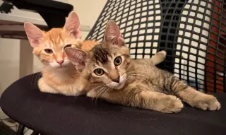 Jumbles (& Tumbles)