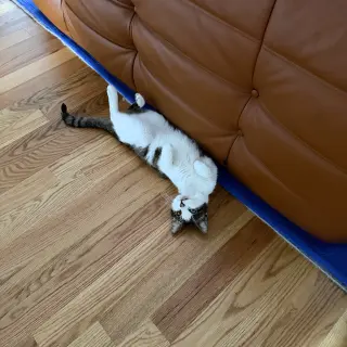 Leo