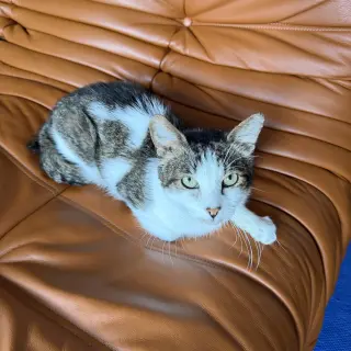 Leo