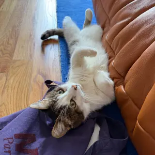 Leo