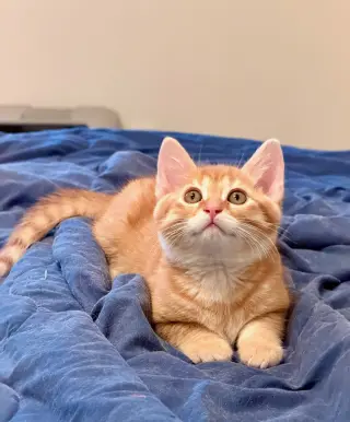 Marmalade (& sibling)