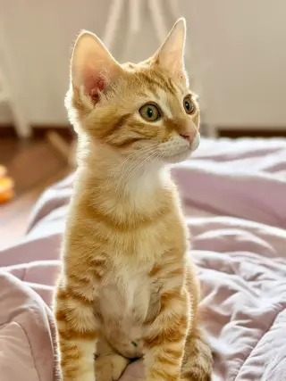 Marmalade (& sibling)