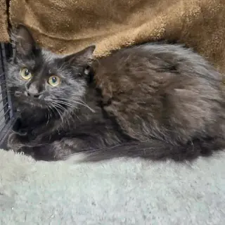 Pixie