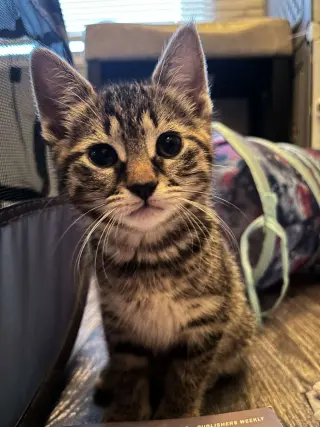 Mable