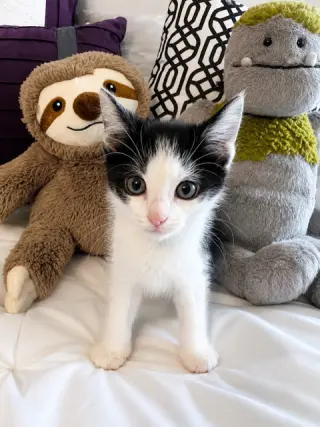 Ninja