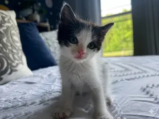 Ninja