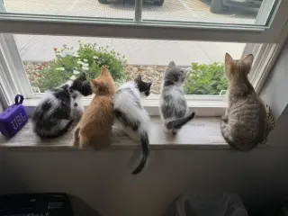 Ninja
