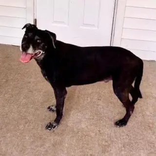 Bandit and Basque (senior bonded pair)