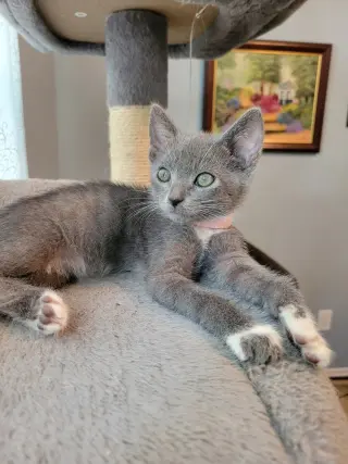 Ember
