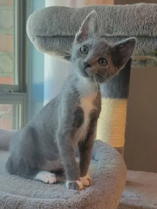 Ember