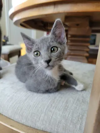 Ember