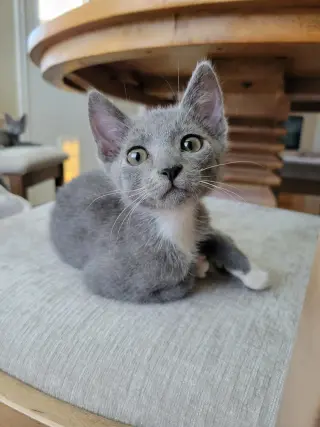 Ember