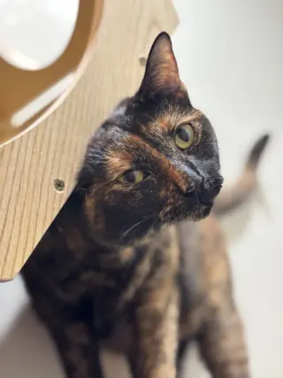 Baby Gworl