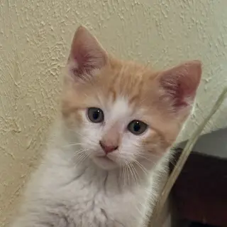 Benedict