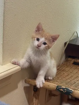 Benedict