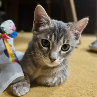 Leela May
