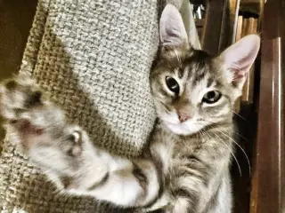 Leela May