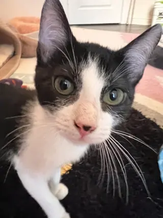 Tom (MG1)