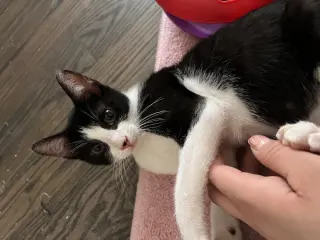 Tom (MG1)