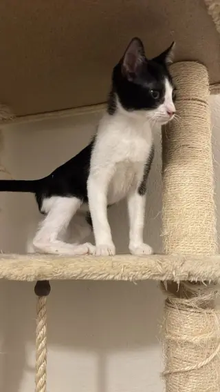 Tom (MG1)