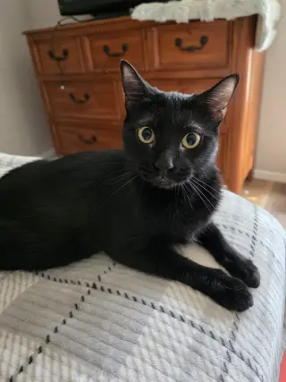 Abaracabra (Abbi)