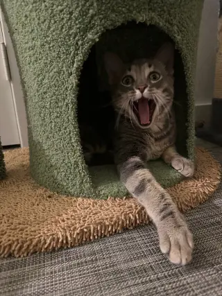 Theodore