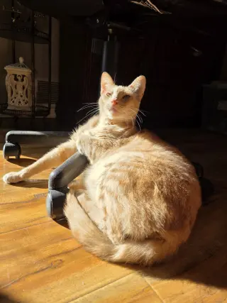 Logan
