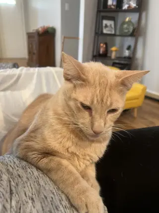 Logan