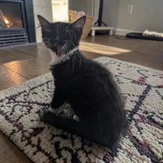 Samba