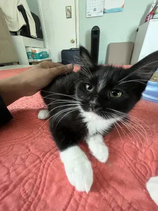 Samba