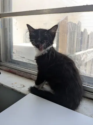 Samba