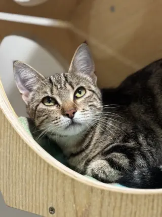 Suki