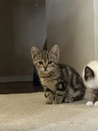 Suki