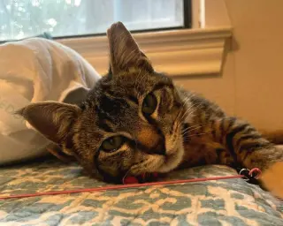 Jinx