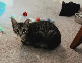 Jinx