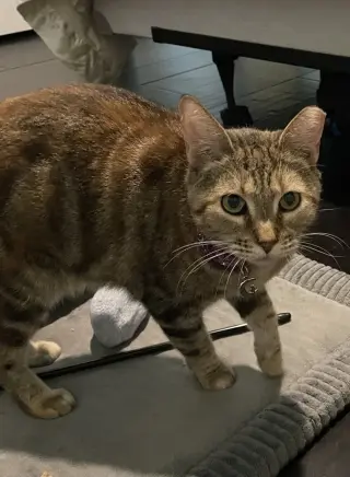 Marbles