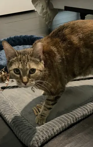 Marbles