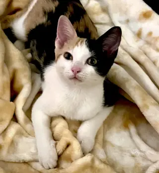 Daisy