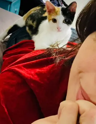 Daisy
