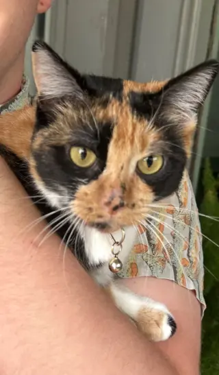 Loki