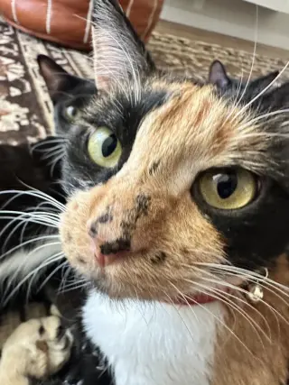 Loki