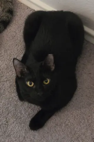 Ava