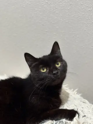 Marzipan