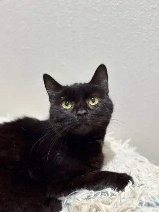 Marzipan