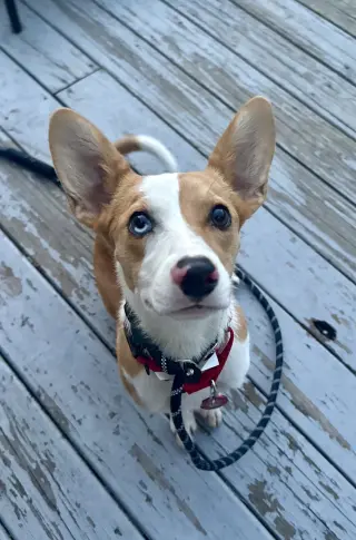 Bella *LOCAL*