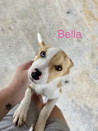 Bella *LOCAL*