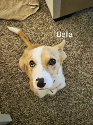 Bella *LOCAL*