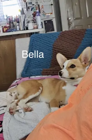 Bella *LOCAL*